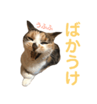 芸のないチョコ（個別スタンプ：32）