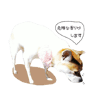 犬のマロちゃん2（個別スタンプ：12）