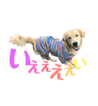ゴールデンレトリーバーレオンくん第2弾（個別スタンプ：3）