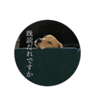 ゴールデンレトリーバーレオンくん第2弾（個別スタンプ：4）