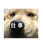 ゴールデンレトリーバーレオンくん第2弾（個別スタンプ：21）