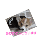 コーギー☆パウくん（個別スタンプ：9）