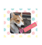コーギー☆パウくん（個別スタンプ：19）