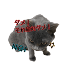 灰猫みりん3（個別スタンプ：2）