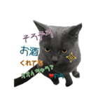 灰猫みりん3（個別スタンプ：24）