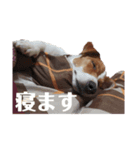 犬のお返事スタンプ（個別スタンプ：1）