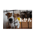 犬のお返事スタンプ（個別スタンプ：2）