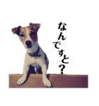 犬のお返事スタンプ（個別スタンプ：3）