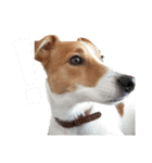 犬のお返事スタンプ（個別スタンプ：4）