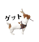 犬のお返事スタンプ（個別スタンプ：5）