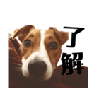 犬のお返事スタンプ（個別スタンプ：6）
