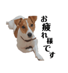 犬のお返事スタンプ（個別スタンプ：7）