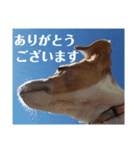 犬のお返事スタンプ（個別スタンプ：8）