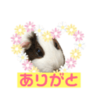 モルモットもんちゃんの生活（個別スタンプ：1）