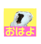 モルモットもんちゃんの生活（個別スタンプ：3）