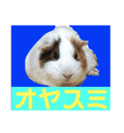 モルモットもんちゃんの生活（個別スタンプ：4）