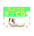 モルモットもんちゃんの生活（個別スタンプ：7）