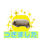 モルモットもんちゃんの生活（個別スタンプ：8）