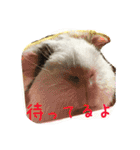 モルモットもんちゃんの生活（個別スタンプ：9）