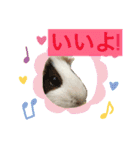モルモットもんちゃんの生活（個別スタンプ：10）