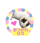 モルモットもんちゃんの生活（個別スタンプ：13）