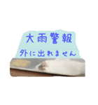 モルモットもんちゃんの生活（個別スタンプ：16）