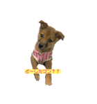 犬締役まる選手（個別スタンプ：1）