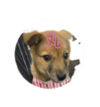 犬締役まる選手（個別スタンプ：2）