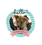 犬締役まる選手（個別スタンプ：3）