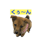 犬締役まる選手（個別スタンプ：4）