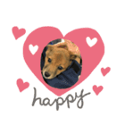 犬締役まる選手（個別スタンプ：5）