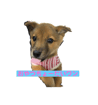 犬締役まる選手（個別スタンプ：6）