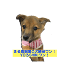 犬締役まる選手（個別スタンプ：7）