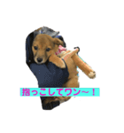 犬締役まる選手（個別スタンプ：9）