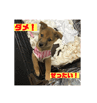 犬締役まる選手（個別スタンプ：10）