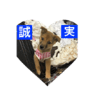 犬締役まる選手（個別スタンプ：11）