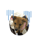 犬締役まる選手（個別スタンプ：13）