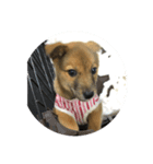 犬締役まる選手（個別スタンプ：14）