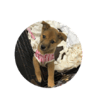 犬締役まる選手（個別スタンプ：15）