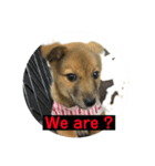 犬締役まる選手（個別スタンプ：16）
