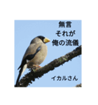 野鳥 オリジナル フォトスタンプ 第一弾（個別スタンプ：1）