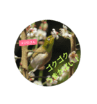野鳥 オリジナル フォトスタンプ 第一弾（個別スタンプ：2）