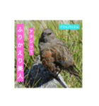 野鳥 オリジナル フォトスタンプ 第一弾（個別スタンプ：3）