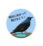 野鳥 オリジナル フォトスタンプ 第一弾（個別スタンプ：4）