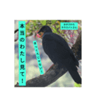 野鳥 オリジナル フォトスタンプ 第一弾（個別スタンプ：5）