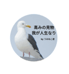 野鳥 オリジナル フォトスタンプ 第一弾（個別スタンプ：6）