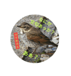 野鳥 オリジナル フォトスタンプ 第一弾（個別スタンプ：8）