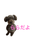 トイプードル女の子 ララ♡（個別スタンプ：1）