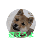 柴犬ネル vol.3（個別スタンプ：1）