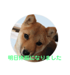 柴犬ネル vol.3（個別スタンプ：2）